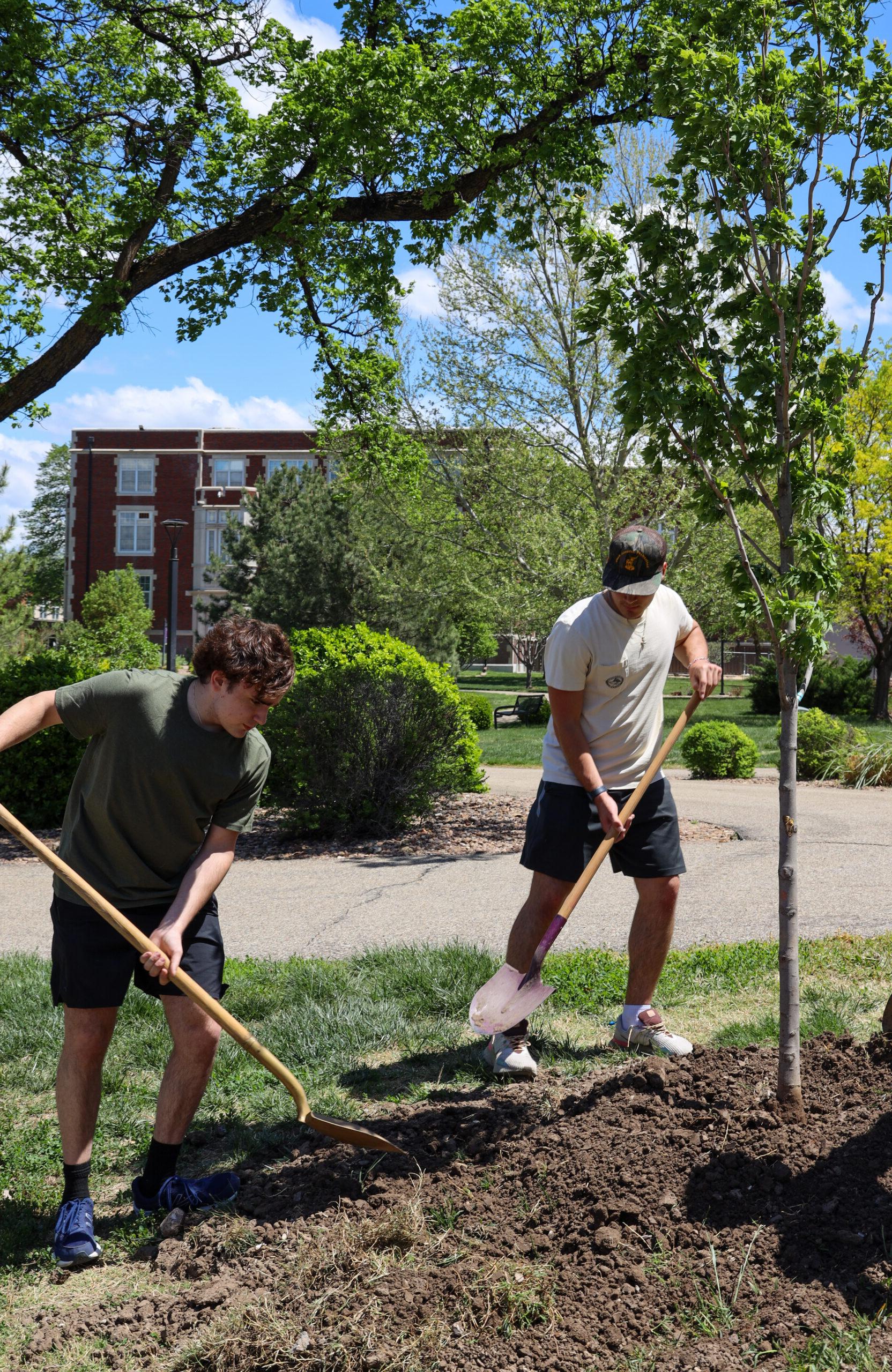 Men planting trees on campus